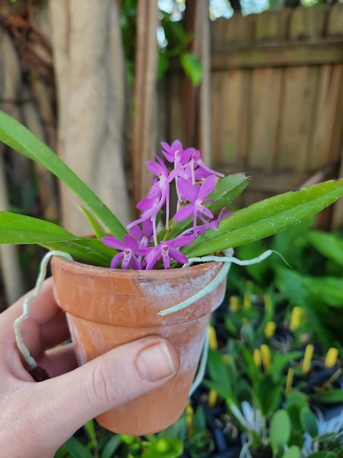 Ascofinetia Cherry Blossom Fragrant Mini Vanda Orchid Plant Blooming Size Pink