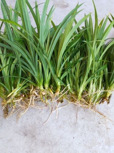 Pandan fragrant Leaves, Pandanus amaryllifolius rooted live Plant, lá Dứa
