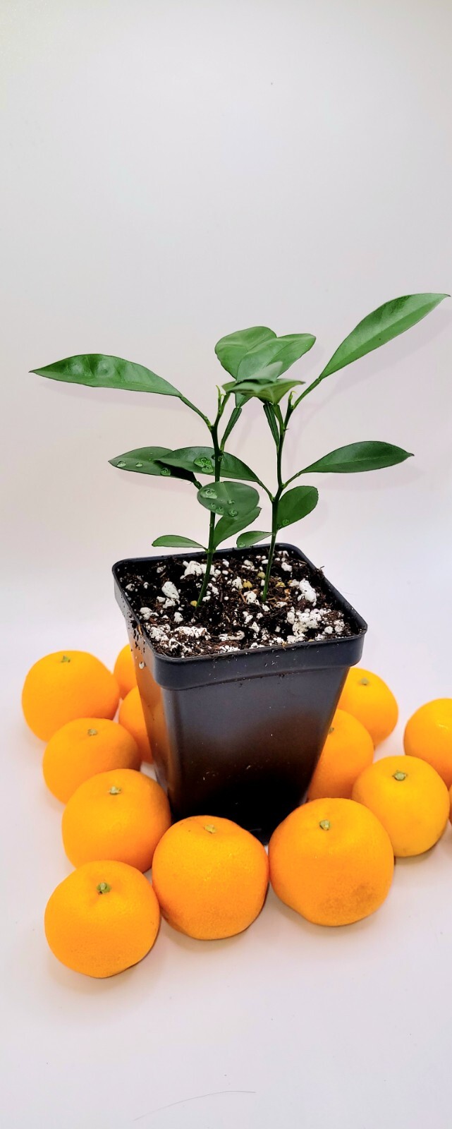 Pot of 2 Calamondin/Calamansi seedling (Citrofortunella Microcarpa)