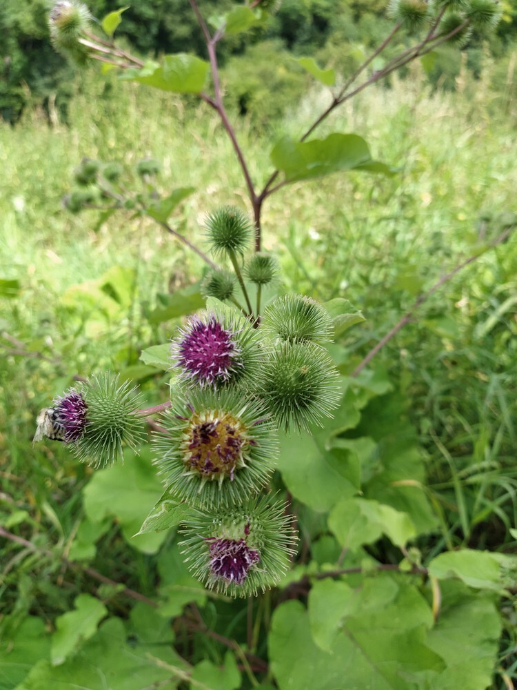 10 Burdock Arctium Lappa Seeds