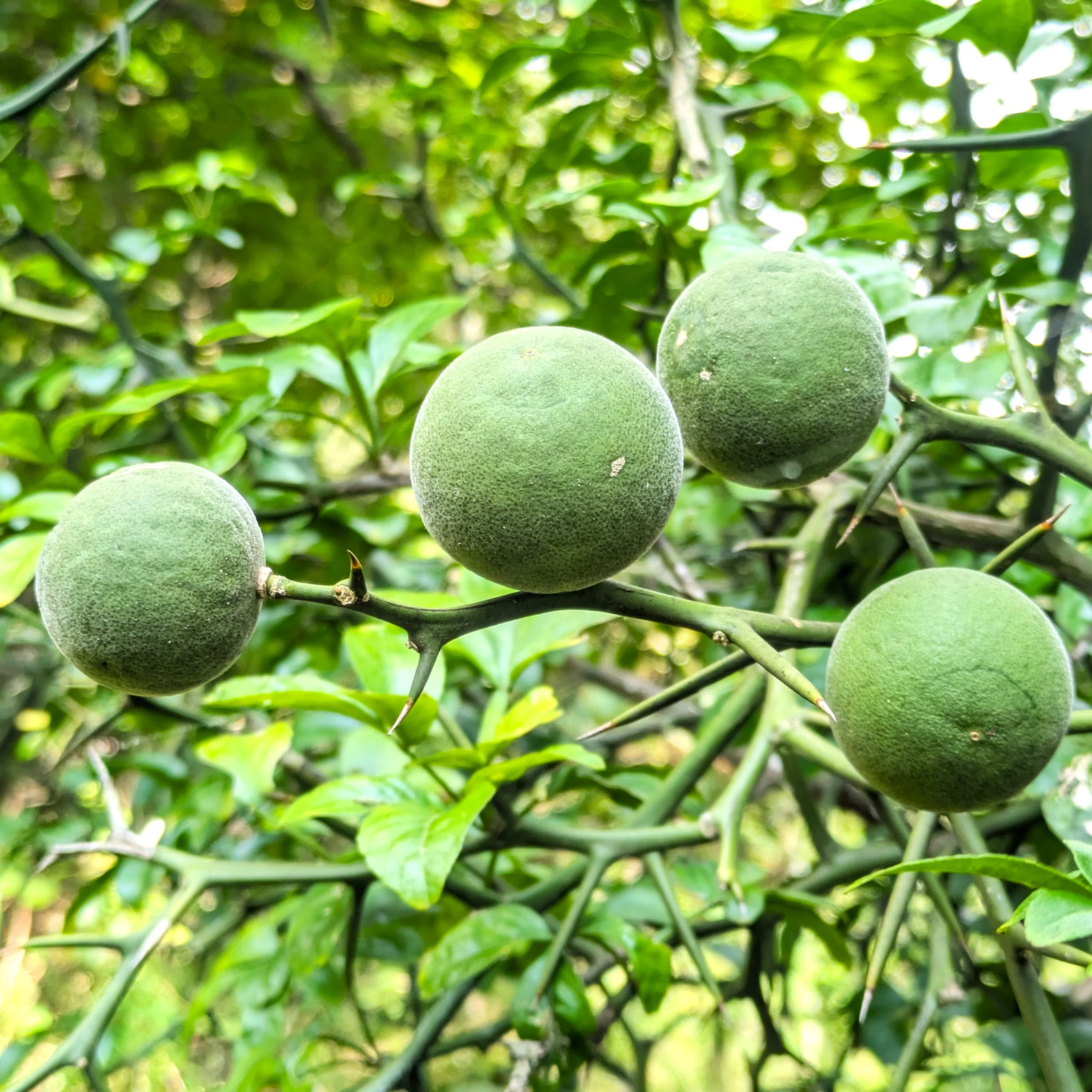 Hardy Orange Tree (Trifoliate) Seeds – For 2026 Planting Poncirus Trifoliata