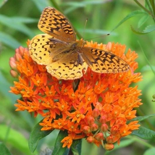 Milkweed ORANGE PERENNIAL Tuberosa Monarch Butterfly Host Plant Non-GMO 50 Seeds