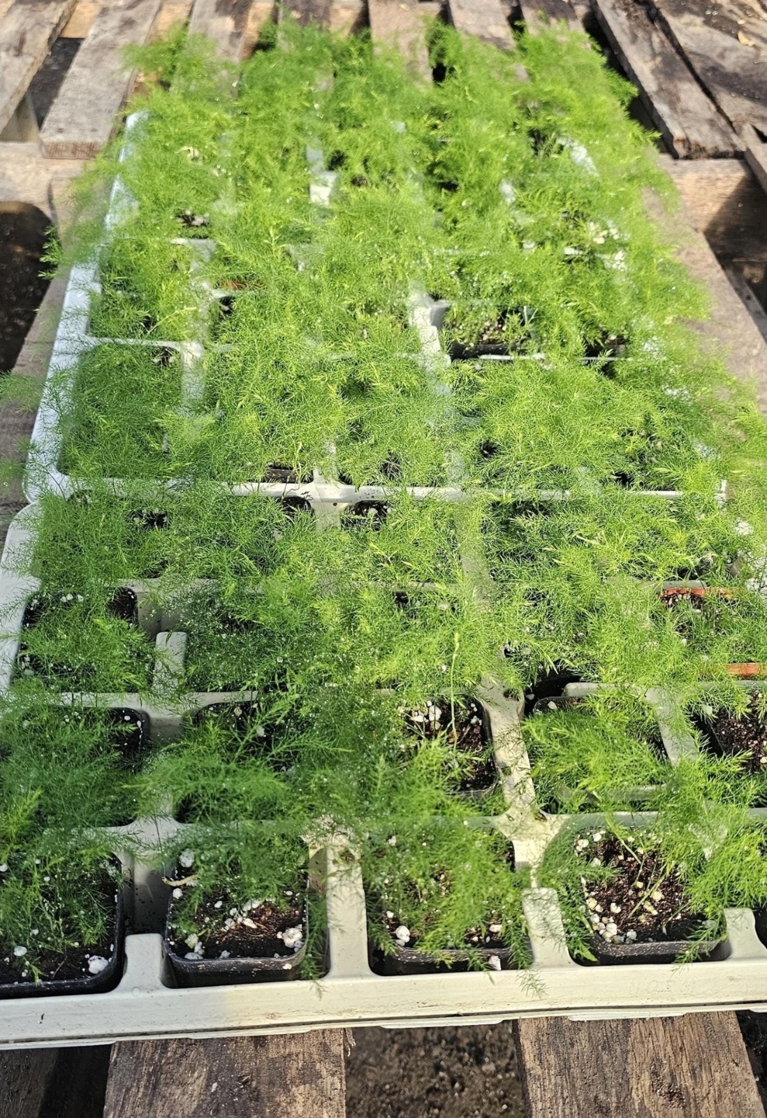 Plumosa Fern | Asparagus Fernsetaceus 2in pot