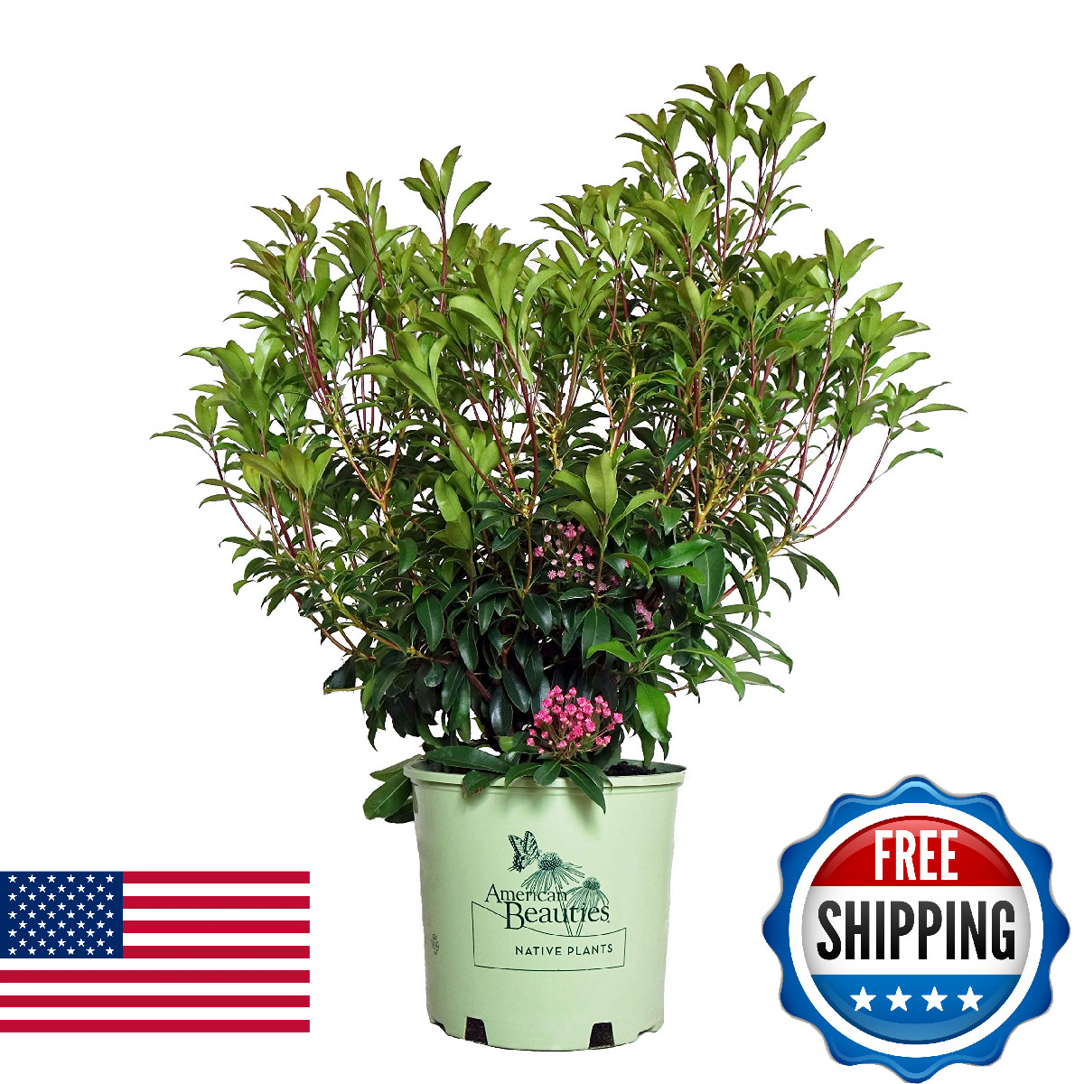 Green Promise Farms American Beauties – Lat. Pink Charm Mountain Laurel
