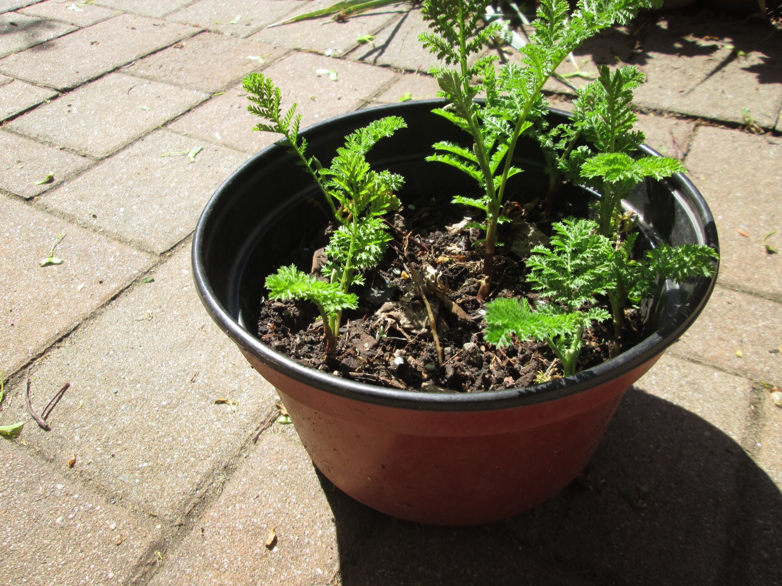 Lot of 5: Tansy Medicinal Insect Mosquito Repellent Live Plant