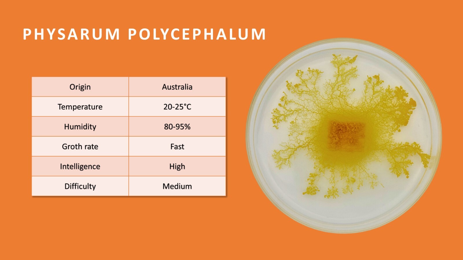 2x Physarum Polycephalum, Slime Mold, Blob, Slime Mushroom, High Quality