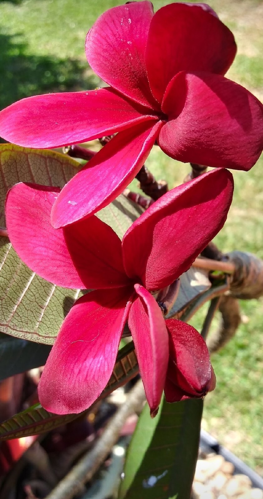 Hawaiian Red Plumeria (Frangipani) Plant 8″ ROOTED with Leaves – Mavina