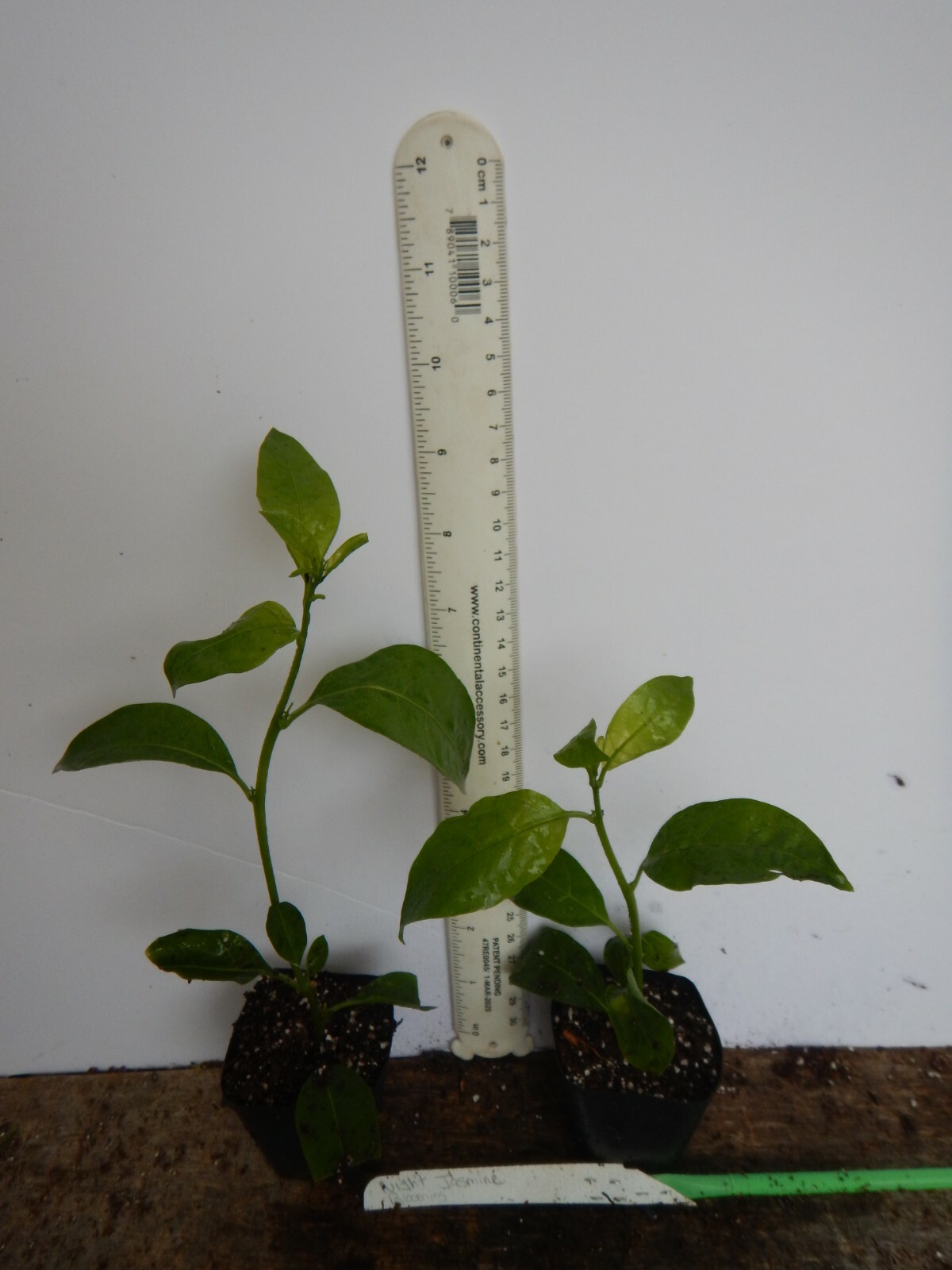 ~Night Blooming Jasmine~ Cestrum Nocturnum~ Live Plant~ Intensely Fragrant~