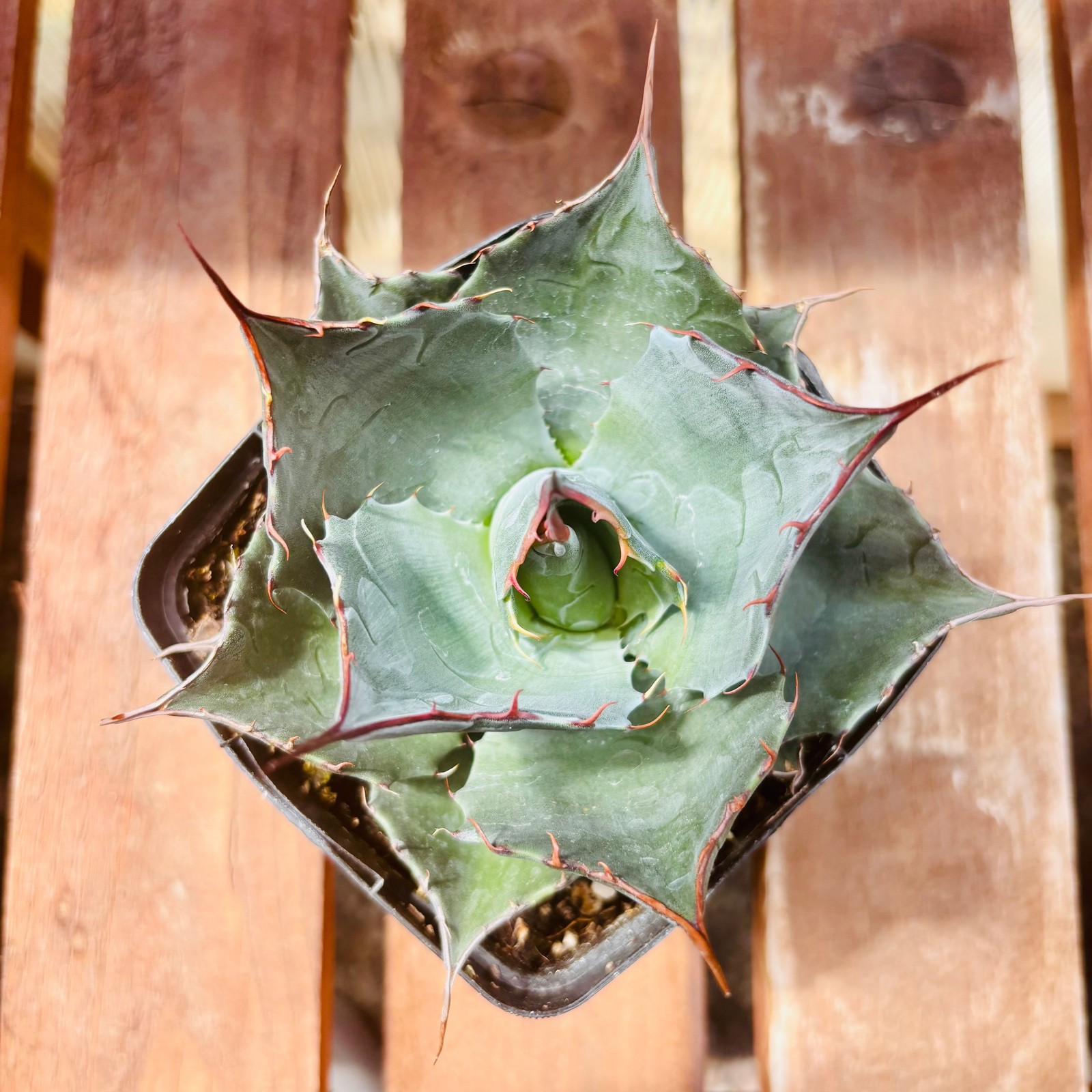 Agave parrasana ‘High Desert’ COLD HARDY ZONE 7