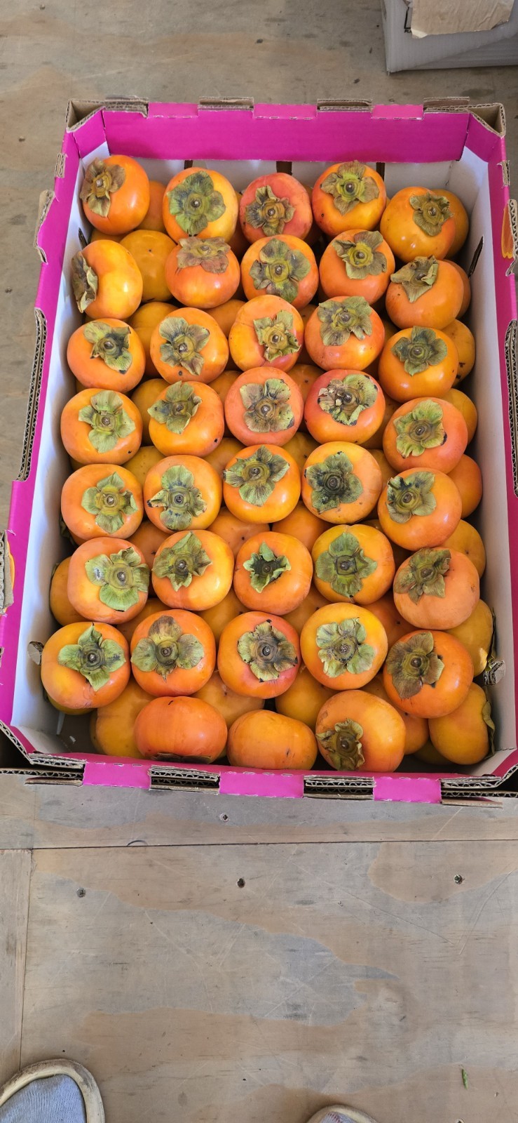8 FRESHLY CUT ORGANIC THICK UNROOTED CUTTINGS FUYU Persimmon (8 pcs 4 – 7″)