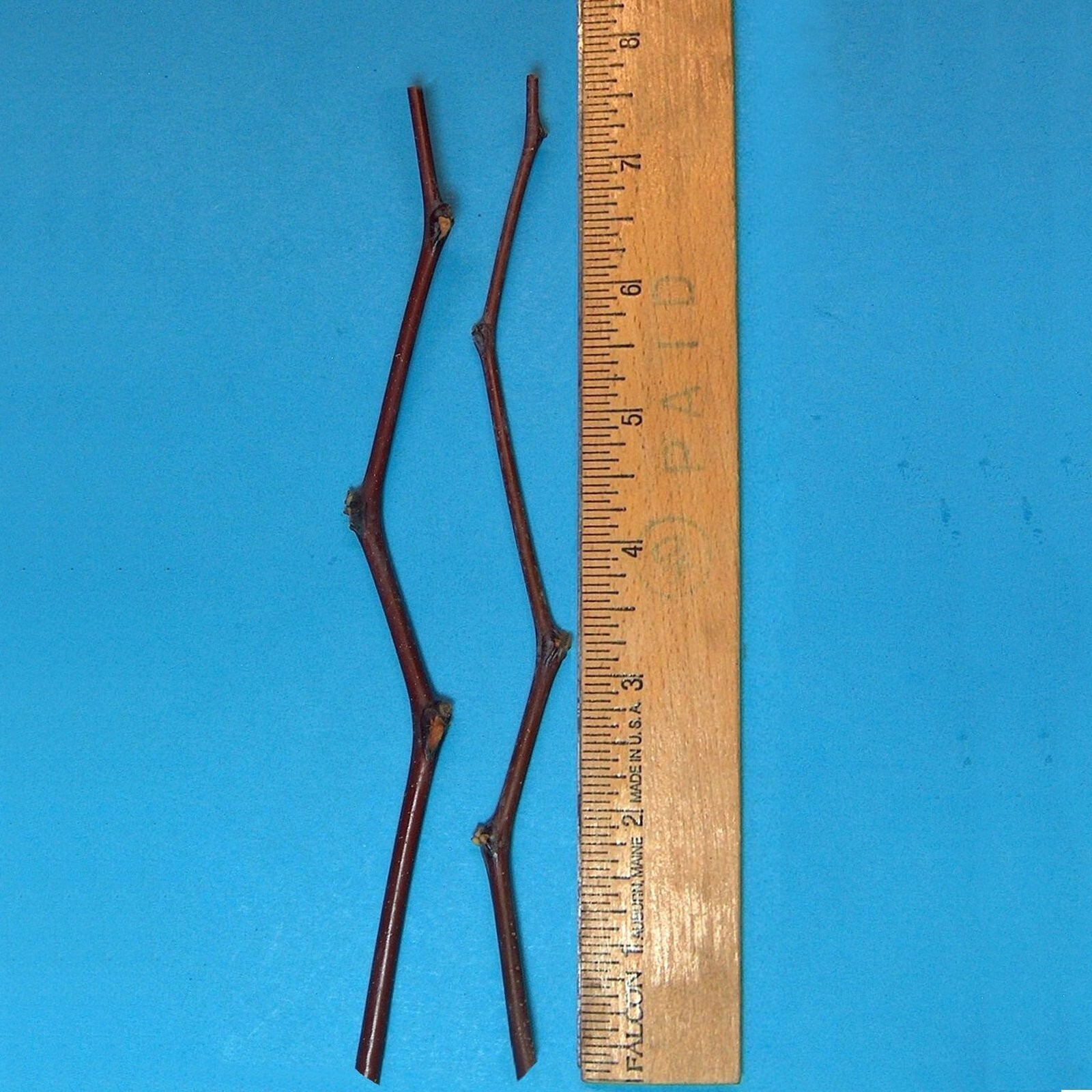 T614A (2) Tsao Jujube Tree 8″ Thin Cutting For Graft ScionWood/Scion/Bud NO-Root