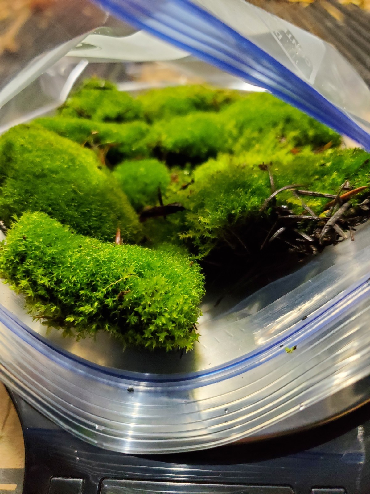 Live Fairy Garden Moss For Terrarium Or Vivarium 6×9 Ziplock Fresh Green Moist