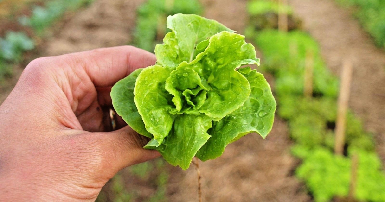600+TOM THUMB Seeds Romain Leaf Lettuce Organic Spring Fall Garden Container