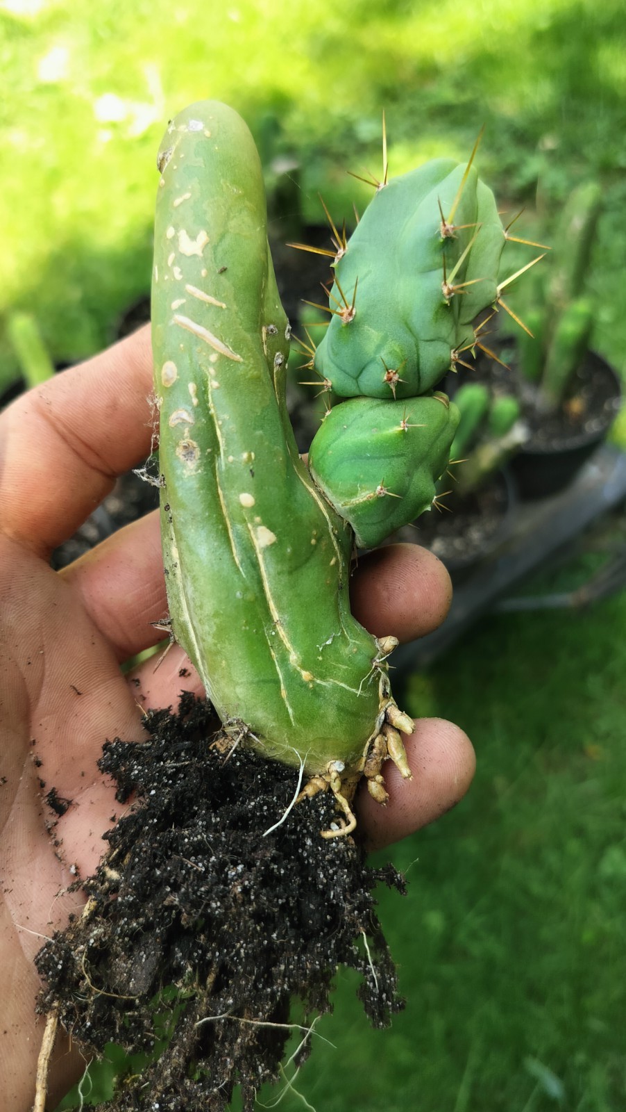 Sacred Cactus – Bridgesii TBM -Short Type- Fully Rooted ( Exact Cactus)