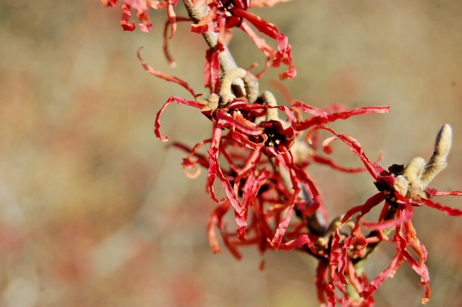 10 CARMINE RED WITCH HAZEL SEEDS – Hamamelis x intermedia