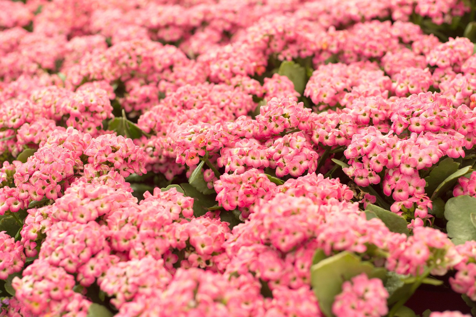 500 Sweet ALYSSUM PASTEL CARPET MIX Lobularia Maritima Flower Seeds *Comb S/H