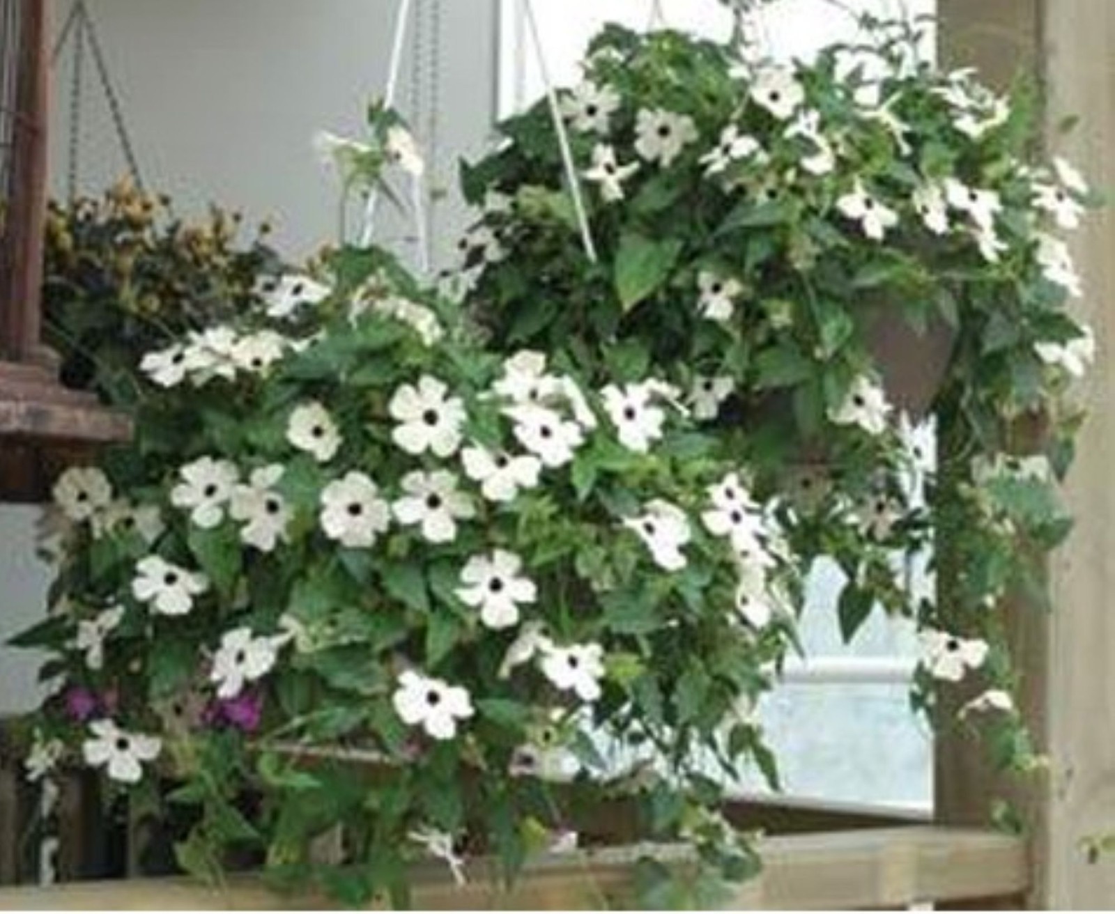Black Eyed Susan Vine Seeds – White – Deer Resistant – Thunbergia Alata