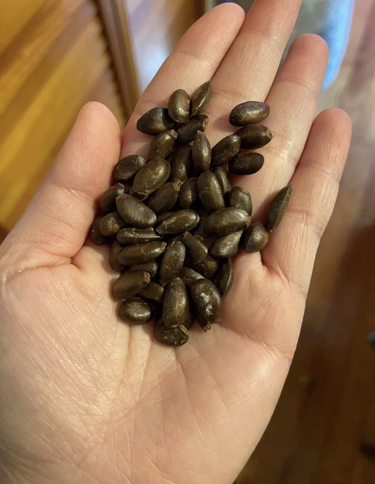 50 Sugar Apple Seeds, Custard Apple, Annona Squamosa, น้อยหน่าหนัง