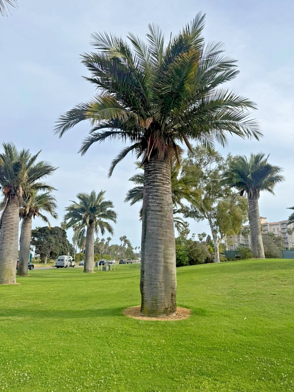 Chilean Wine Palm Tree Seeds (Jubaea chilensis) Largest Palm in World, Hardy-8