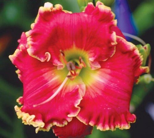 ROSES AND GOLD Daylilies 2 fans Return and multiply yearly World’s Finest