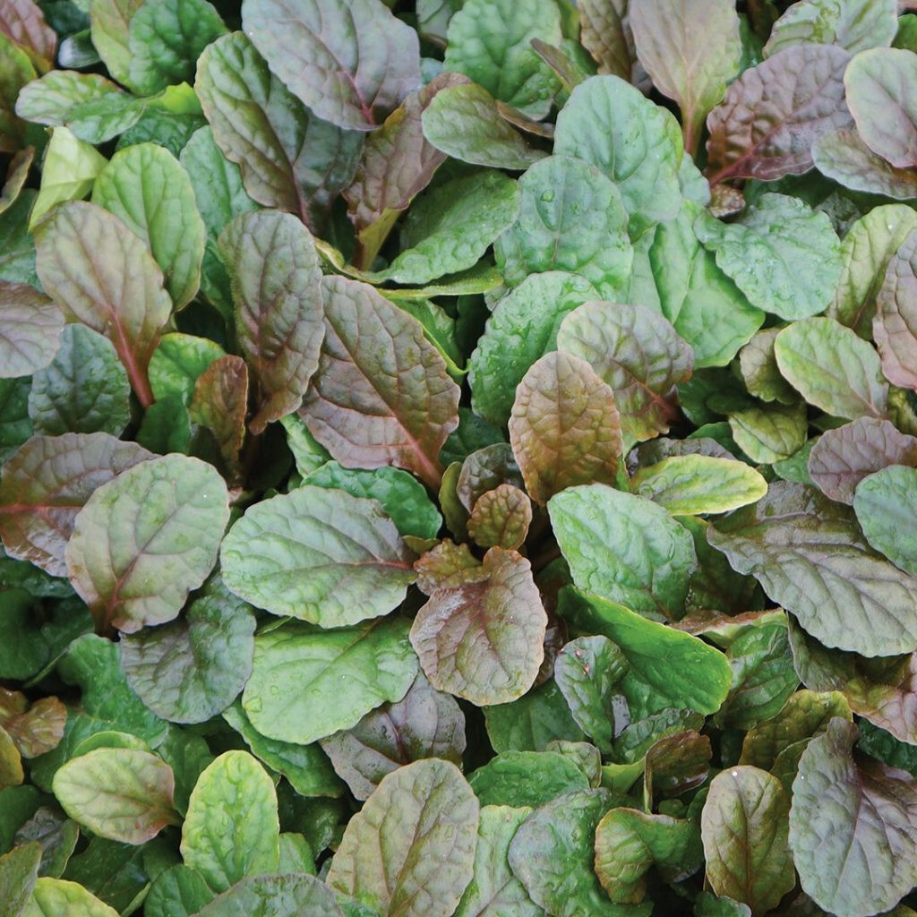 Ajuga Bronze Beauty 25 Plants in 3-1/2 inch Pots