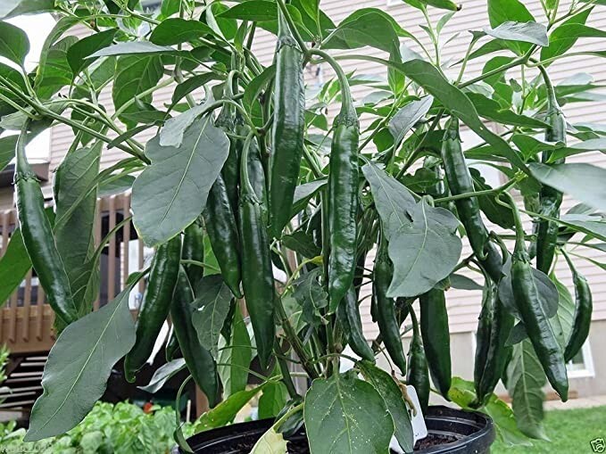 RARE✿ New! Thai Heirloom Prik Chi Faa Hot Chili Pepper 15 Seeds ●Prolific