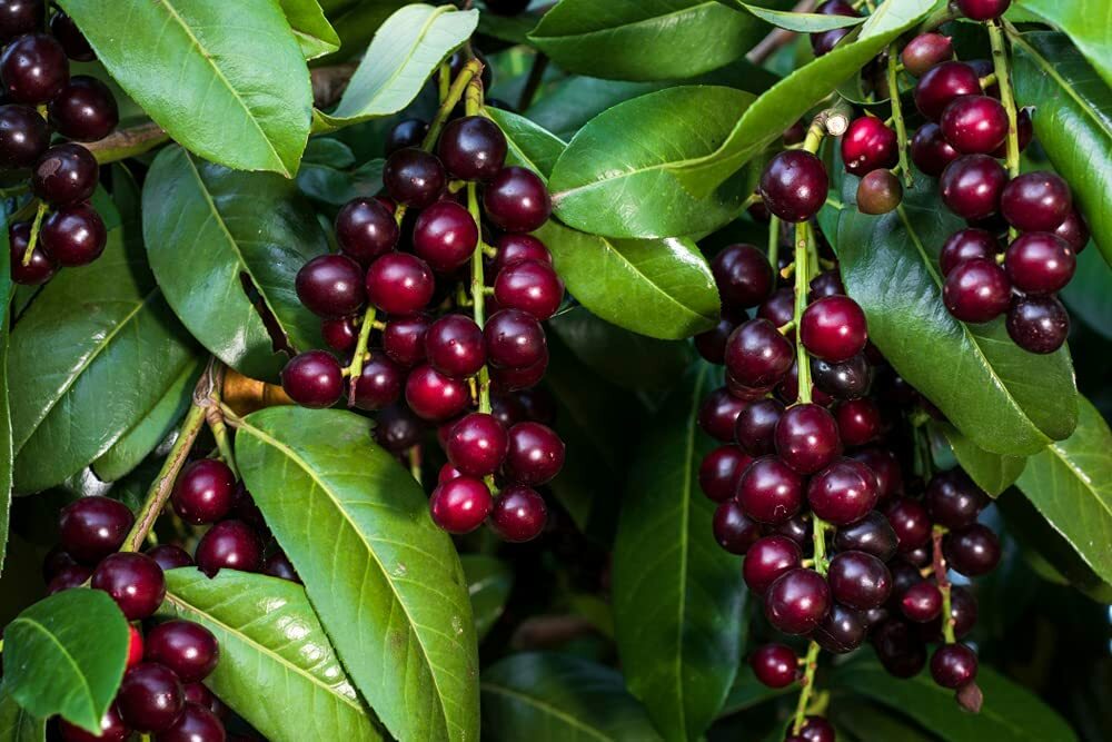 25 Black Cherry Prunus Serotina Tree Seeds to Grow Cherry Trees