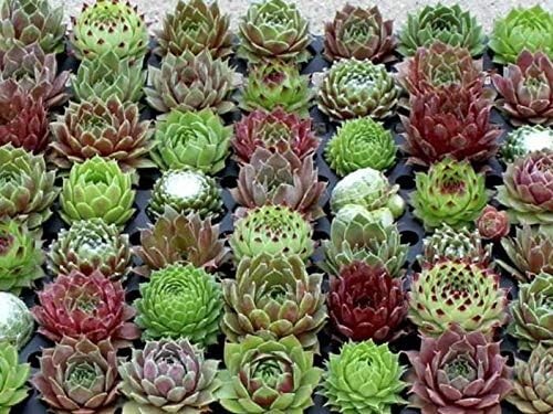 Cold Hardy Succulents Sedum &Sempervivum asst. Succulents 2″ In/Outdoor Set of 4
