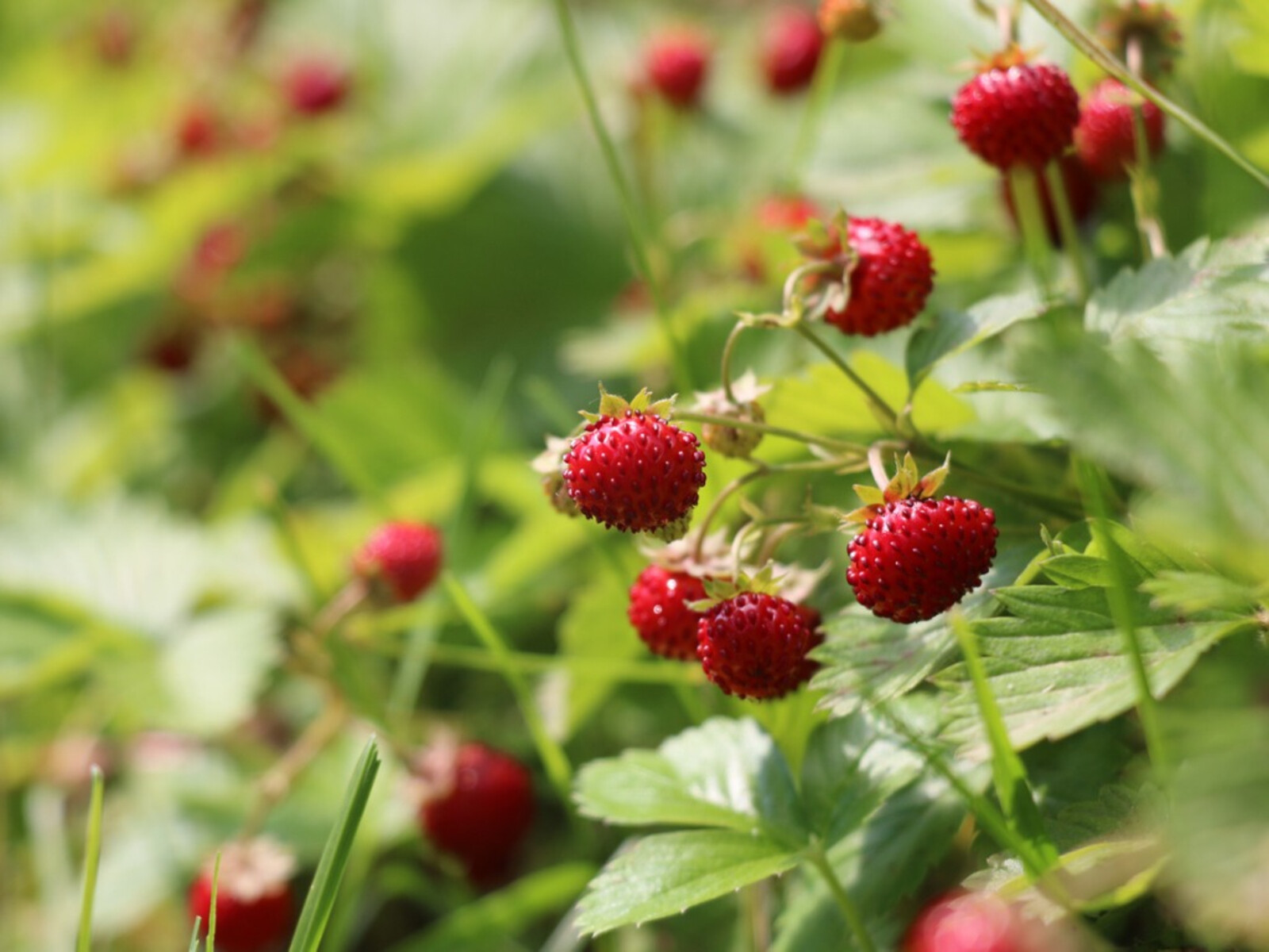 100 ALPINE STRAWBERRY Fragaria Vesca Fruit White Flower Seeds
