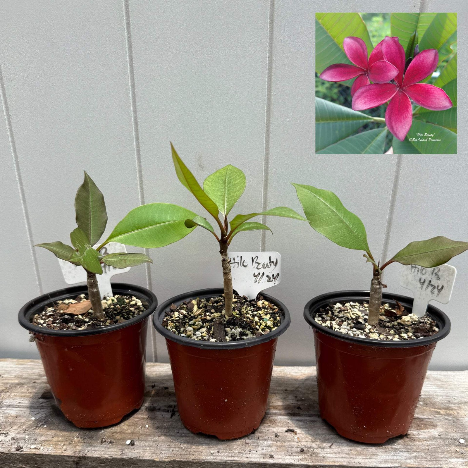 1 year Plumeria Seedlings, Make your own 3-Pack