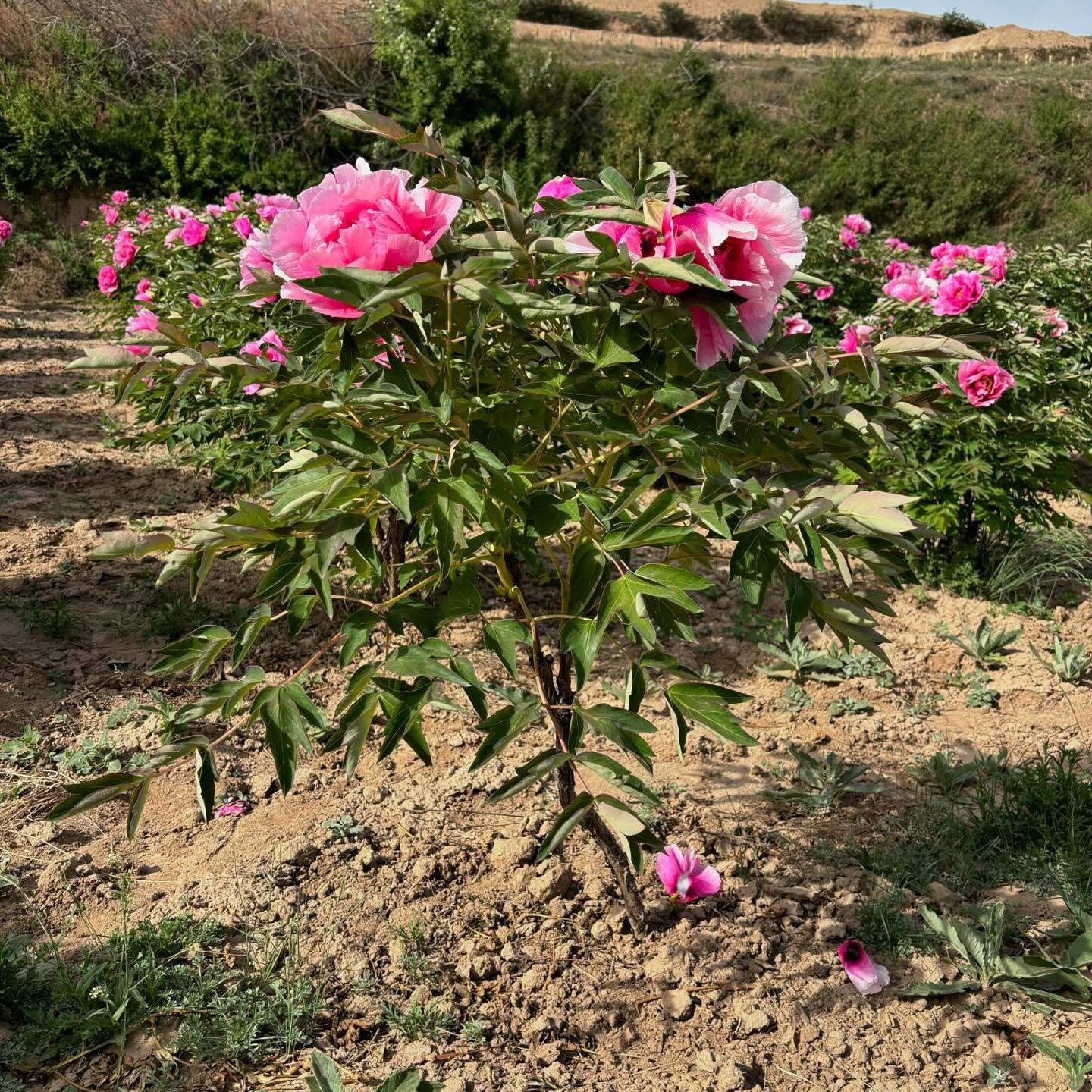 “Pretty lady” large flower tree peony