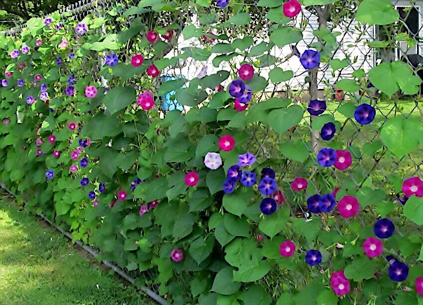 IPOMEA PURPUEA Mix Tall MORNING GLORY FLOWER VINE SEEDS Fast Hardy Climber Plant