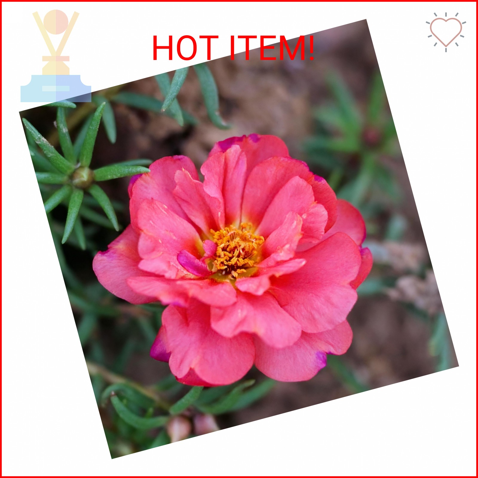 Mixed Color Portulaca Grandiflora Seeds, 20000 Double Moss Rose Seeds for Planti