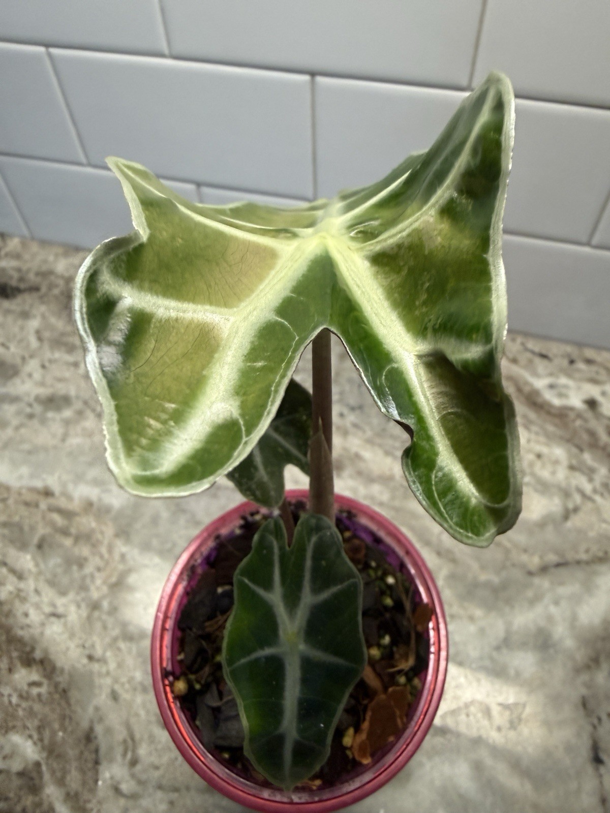 Pink Polly Ghost Mint Alocasia