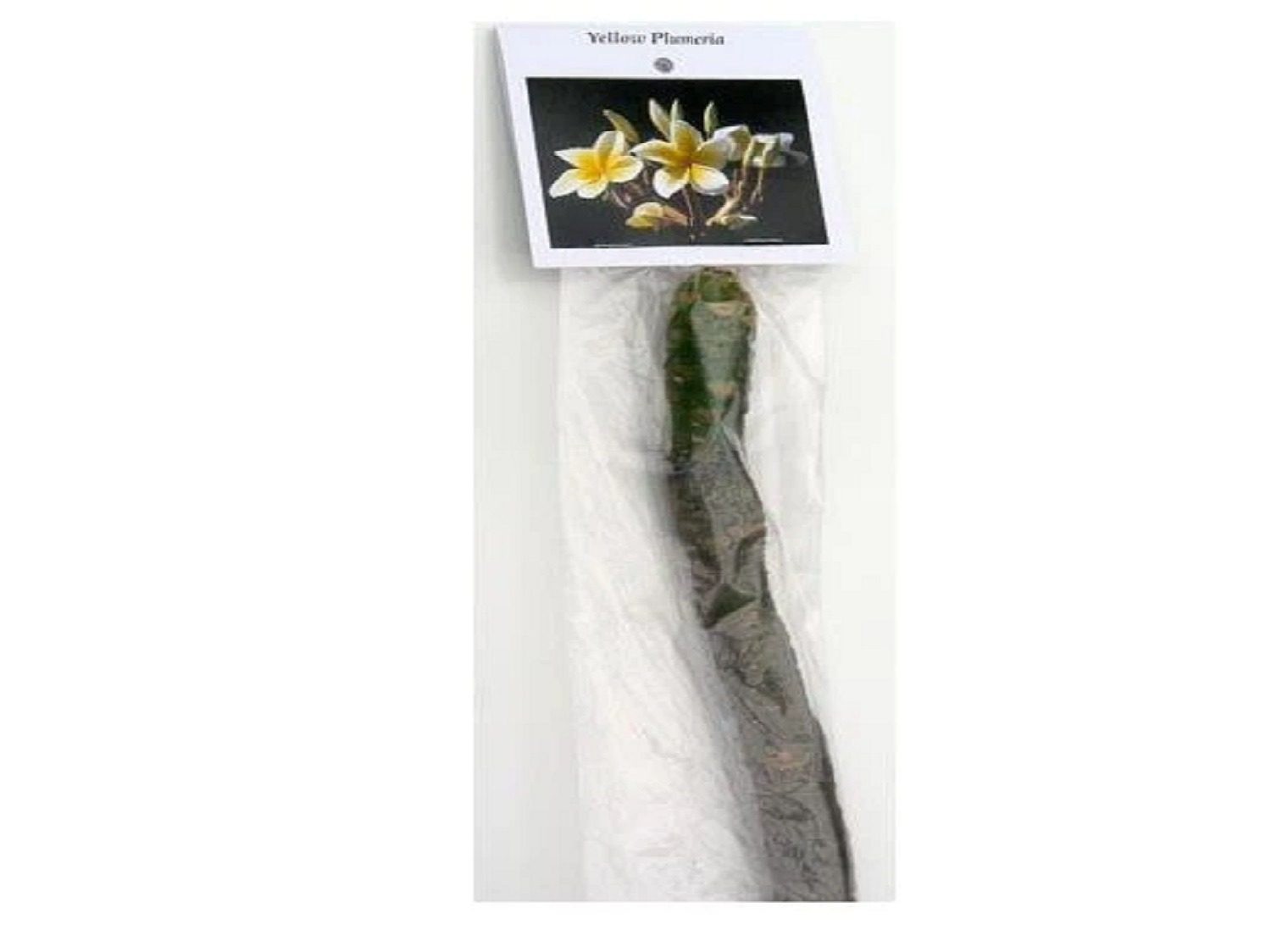 Plumeria Plant Live Cutting – YELLOW – Hawaiian Tropical Indoor Outdoor Plant