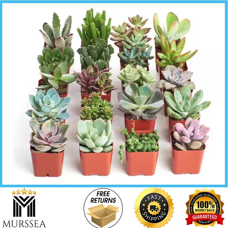 Shop Succulents 2 in Unique Succulent Collection Live House Plants 20-Pack U20