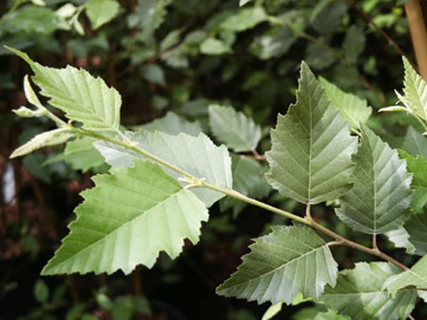River Birch, (Black Birch), Betula nigra, Tree Seeds (Fast, Hardy, Fall Color)