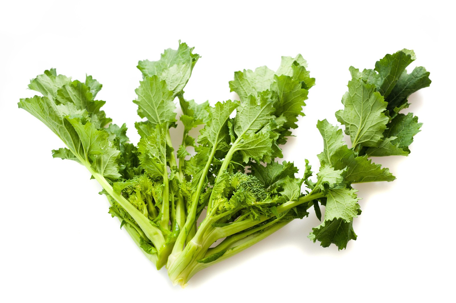 1000 EARLY Fall RAPINI BROCCOLI Raab Rabe Brocoletti Brassica Vegetable Seeds