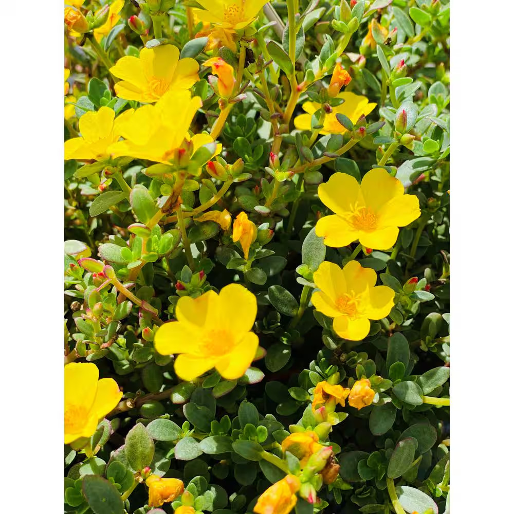 1.38 Pt. Purslane Plant Yellow Flowers in 4.5 In. Grower’S Pot (4-Plants)