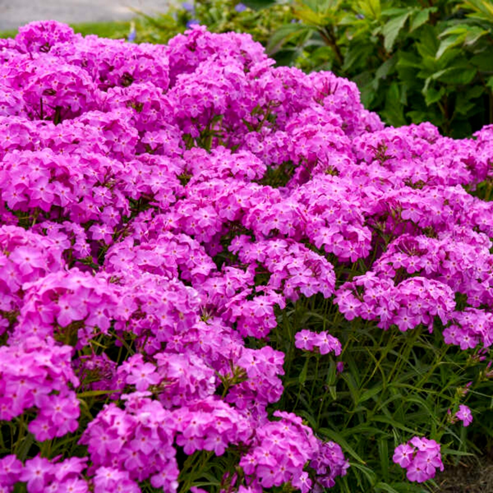 50 Ultra Pink Phlox Seeds Flower Perennial Seed Bee Flowers Butterfly US SELLER
