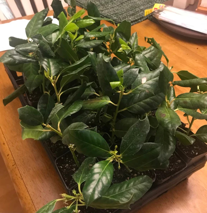 25 Live Nellie R. Stevens Holly Trees – 4–6” Tall – 3” Pot – Evergreen Shrubs