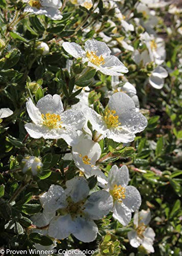 Green Promise Farms Proven Winners – Potentilla Frut. Happy Face White