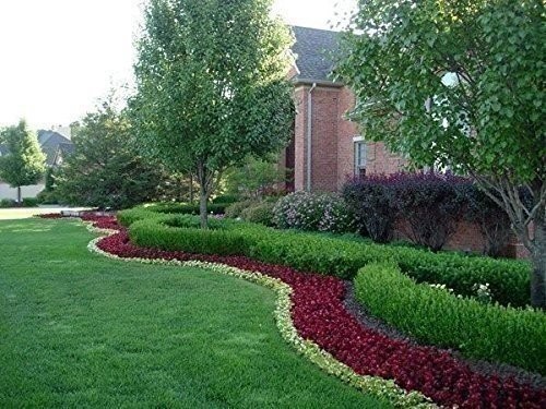 Boxwood Wintergem | 15 Live 2 Inch Plants | Buxus sinica | Evergreen Hedge Plant