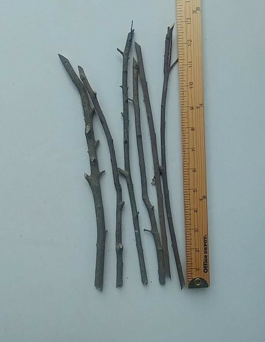 6 (six) cuttings of POMEGRANATE (WONDERFULL) 8″-12″ for propagation (no root)