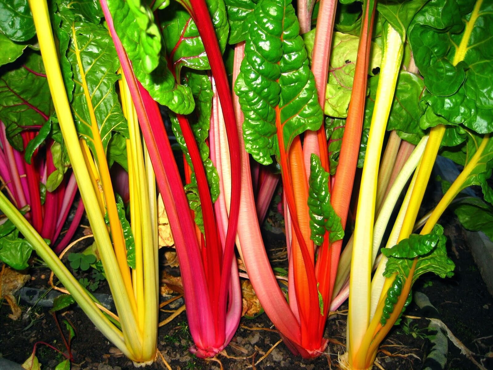 Bright Lights Swiss Chard Seeds (100) / ORGANIC / FLORIDA GROWN / RARE