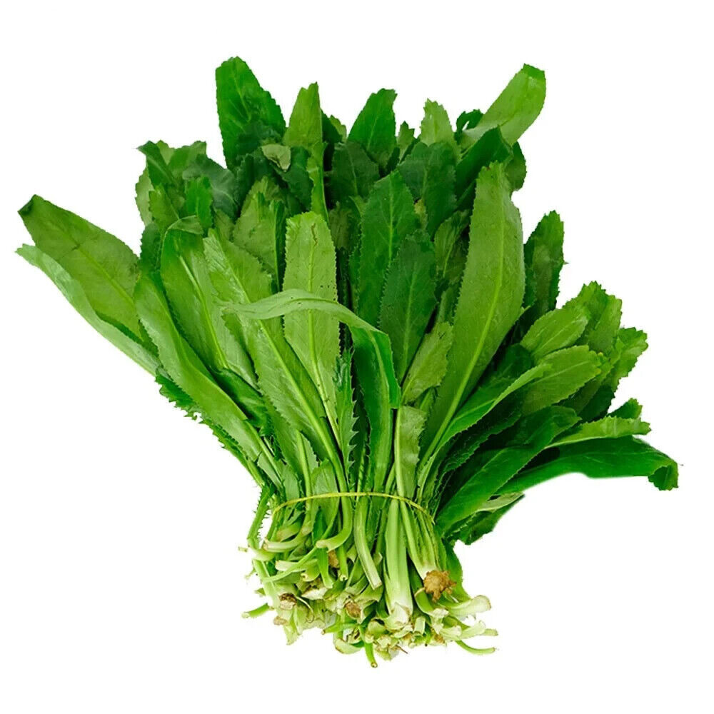 500+ CULANTRO SEEDS-NGÒ GAI-MEXICAN CORIANDER-庫蘭特羅-PUERTO RICAN-THAI PARSLEY