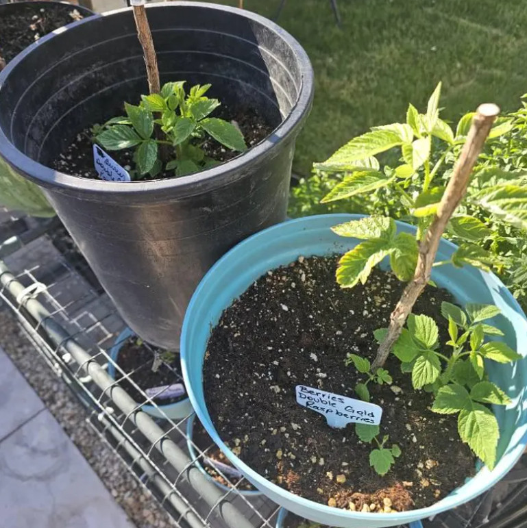 2 Double Gold Raspberry Plants Everbearing Sweet Bare Root Canes Zone 5-8