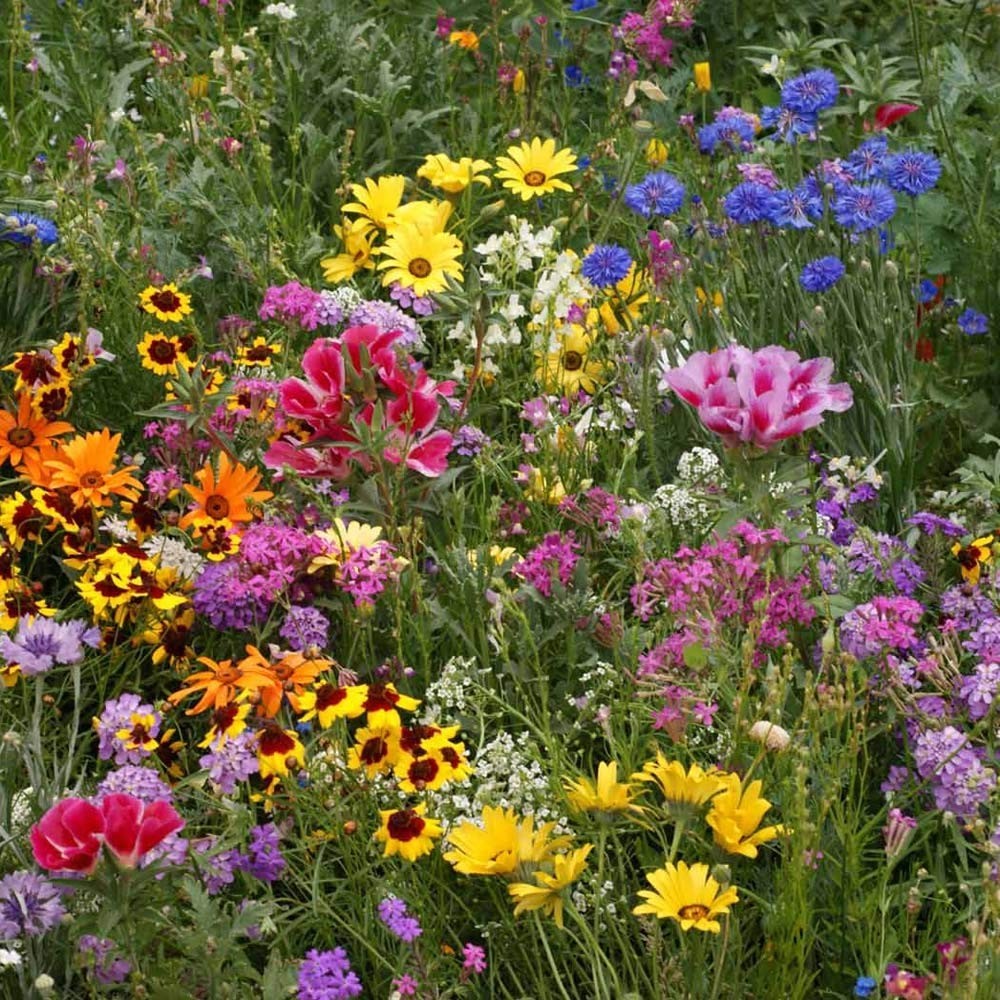 Diverse Wildflower Seed Mix – 1 lb Perennial & Annual Seeds for Colorful Garden