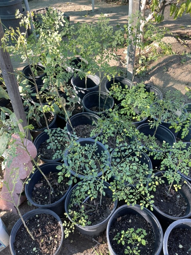 Morringa Oleifera “Malunggay” Healthy Plant in 5 Gallon Container Pick Up Only!