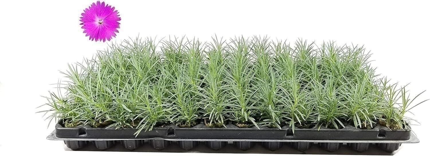 Dianthus Firewitch | 2 Inch | Dianthus gratianopolitanus | Low Maintenance Plant